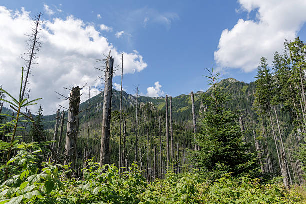 istock Forest of Dead Trees and Mountains 2230256039