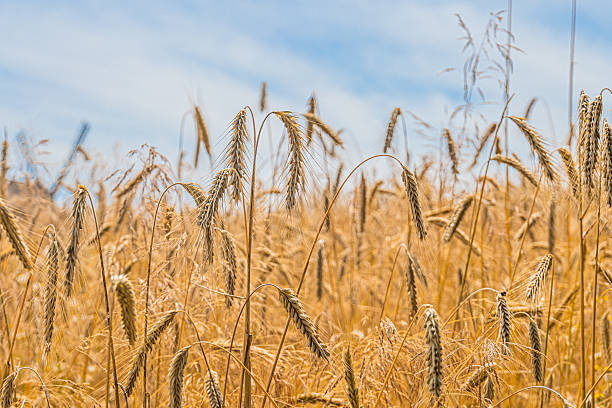 istock Golden wheat field in open plain under a clear sky with scattered clouds, ready for harvest Ample sunlight and soft shadows Naturalistic photograph 2230256674