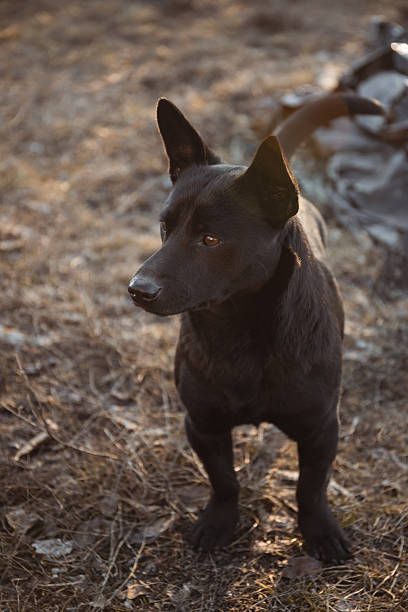 istock A cute little stray short haired black dog looks away 2230257525