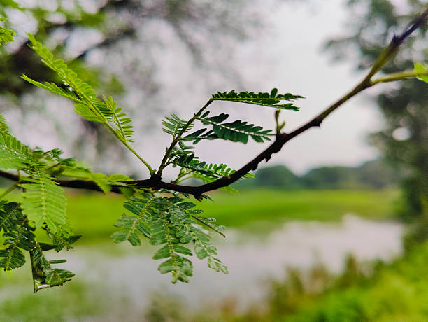Beautiful landscape featuring a tranquil lake surrounded by verdant greenery and tall trees. Reflects the calming ambiance of nature and tranquility, providing a sense of peace and relaxation.