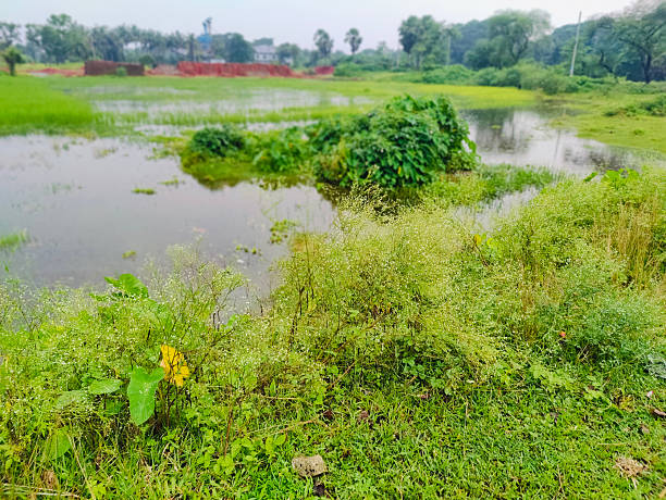 istock Peaceful green lake surrounded by trees and lush vegetation 2230258825