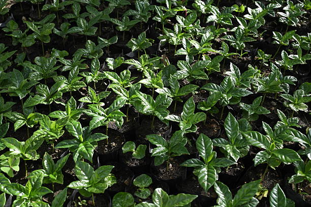 istock Gayo Arabica coffee nursery 2230259293