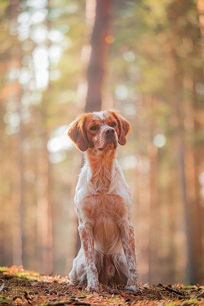 Red and white Brittany Spaniel with alert expression sitting among pine needles in forest. Warm golden light highlights soft fur, ears and natural woodland background perfect for pet themes.