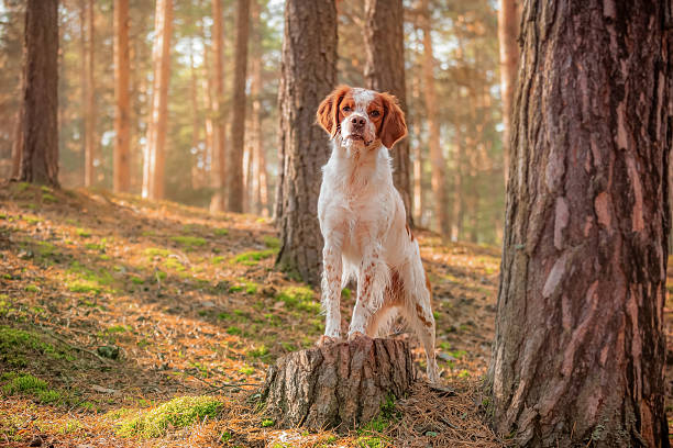 istock Brittany Spaniel dog standing with front paws on tree stump in forest illuminated by autumn sunlight. 2230259462