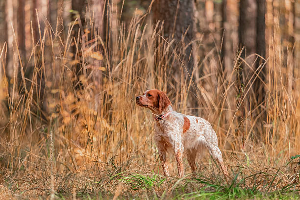 istock Brittany Spaniel standing alert in tall dry grass with pine forest trees blurred in background. 2230259924