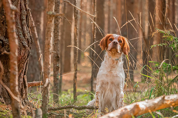 istock Brittany Spaniel standing among tree trunks with sunlight filtering through autumn woodland. 2230260400