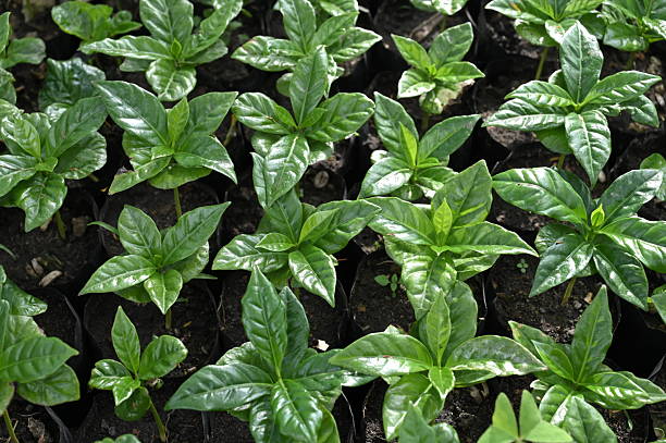 istock Arabica coffee seedlings ready to be planted 2230261046