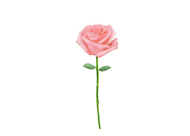 Blurred pink rose background decorated with sweet love tones in blur style for Valentine's Day or wedding.