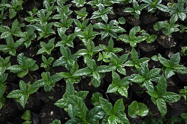 istock Arabica coffee seedlings ready to be planted 2230261707