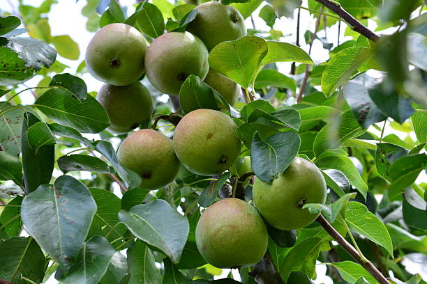 istock organic Pears Hanging on a Tree Branch in Sunlight 2230262799