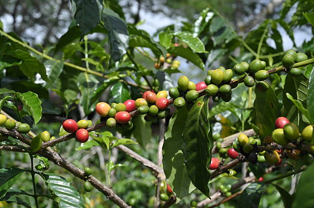 istock Arabica Coffee Plantation 2230262979