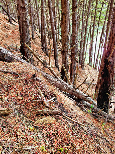 A serene view of a scenic forest hillside adorned with tall, upright trees. The forest floor is covered with dry pine needles and scattered branches, creating a natural and rustic atmosphere.