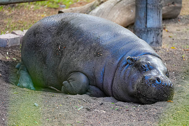 istock Resting pygmy hippopotamus lying on soil in natural enclosure at daytime. 2230265288