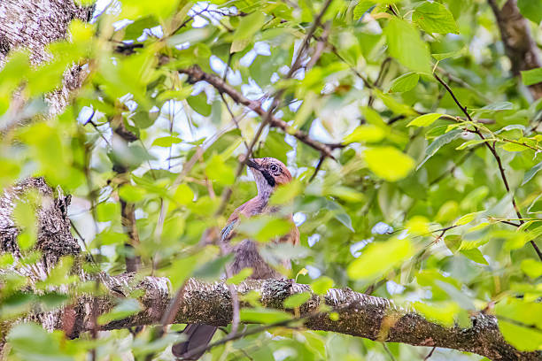 istock Perched bird on leafy tree in ancient Central European village setting, daytime lighting. a 2230265911
