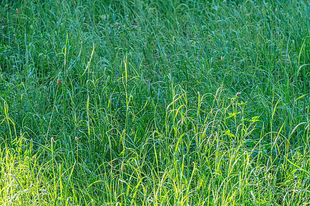 Lush, green meadow with unkempt grass and scattered plants, dappled sunlight filtering through, shallow depth of field photography, diverse flora, undisturbed natural setting, tranquil, abundant