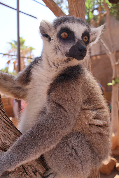 Close-Up of a Ring-Tailed Lemur Perched on a Tree Branch in Daylight