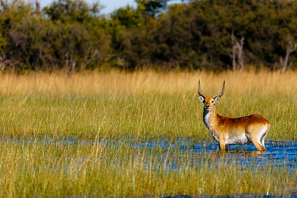 Dead tree on the savannah plain area at the Okavango National Park in Botswana