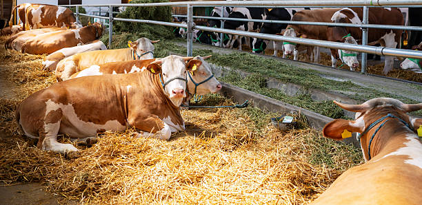 istock Simmental breed cows relaxing in barn at modern livestock farm 2230270106