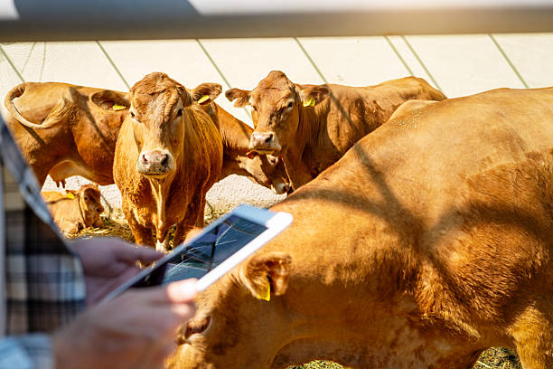 istock Blurred hands with digital tablet with Jersey cows in background at livestock farm. 2230270837