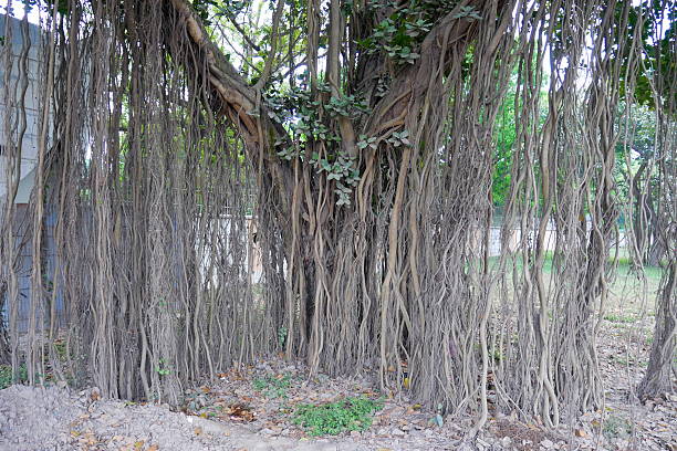 istock Trees in Bangladesh. 2230272439