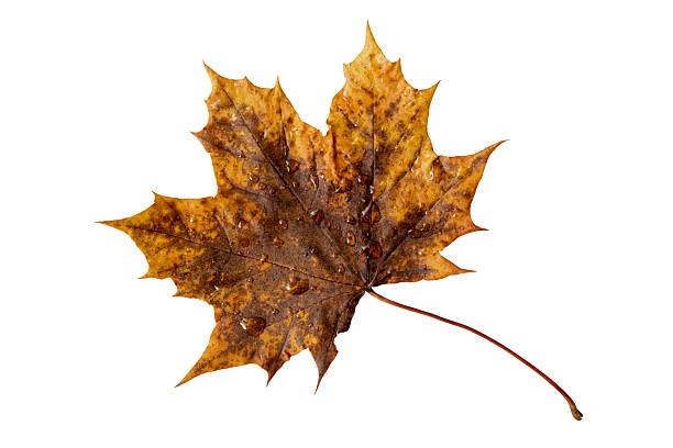Yellow with brown spots autumn leaf covered with fresh raindrops isolated on white background. Symbol of fall, moisture, freshness, and seasonal change.
