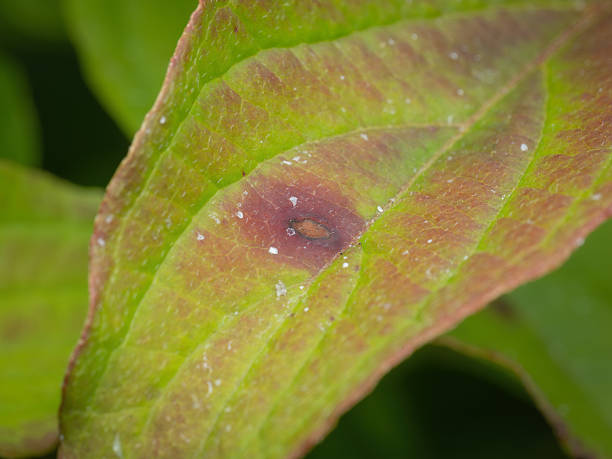 istock Dogwood Anthracnose (Discula destructiva) spots on a Dogwood leaf 2230273989