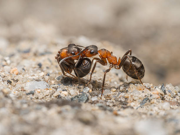 istock A side close-up shows a wood ant transporting another ant to another location. 2230274642
