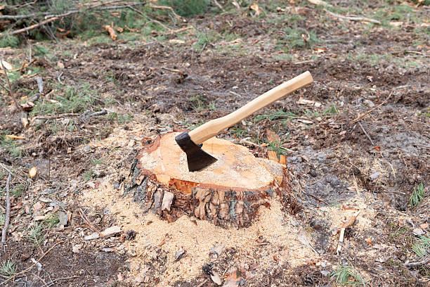 istock Stump of a felled pine tree with an axe stuck in it 2230274800