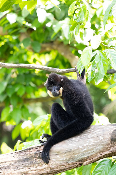 istock Gibbon is sitting in a tree and looking back 2230276939