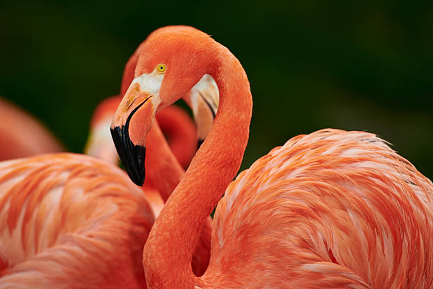 The Caribbean flamingo (Phoenicopterus ruber) is a species of bird from the flamingidae family. Four flamingo species are distributed throughout the Americas, including the Caribbean, and two species are native to Africa, Asia, and Europe.