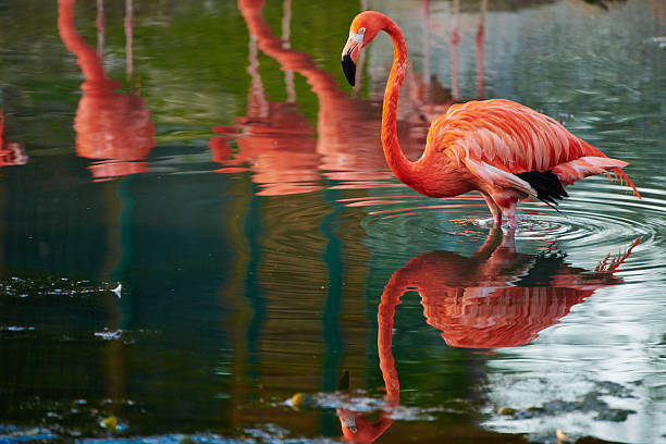 istock Caribbean flamingo in artificial habitat. 2230280442