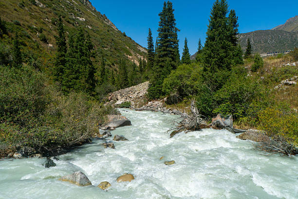 Milky glacier stream river rushes through rocky gorge beneath spruce and juniper under sky. Hikers scout safe ford toward Ala-Archa alpine camp tien shan for trekking climbing mountaineering.