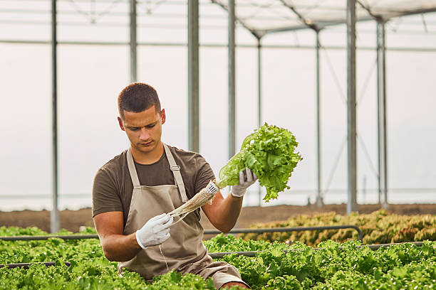 istock Farmer Harvesting Fresh Lettuce in a Greenhouse Farm Setting 2230284495