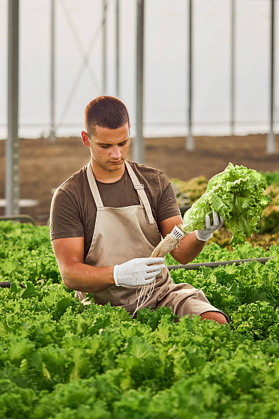 istock Horticulture Worker Holding Fresh Lettuce in a Thriving Greenhouse Environment 2230284499