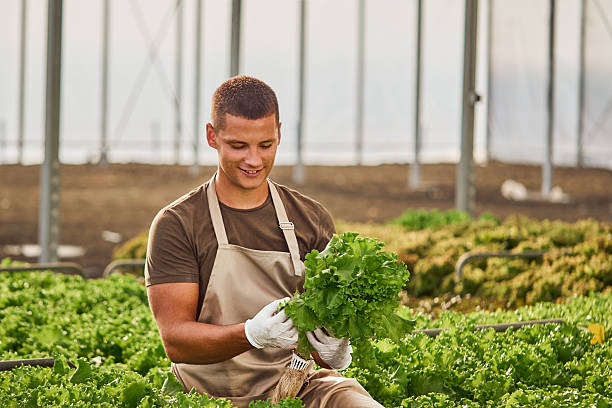 istock Farmer Inspecting Fresh Lettuce Harvest in a Modern Greenhouse 2230284557