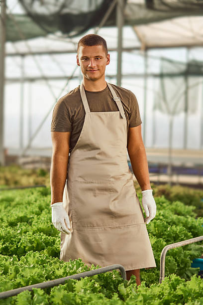 istock Male Farmer Working in a Hydroponic Greenhouse With Fresh Lettuce Plants 2230284590