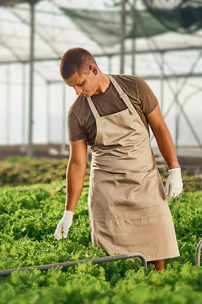 istock Man Working in a Greenhouse Inspecting Lush Green Plants 2230284614