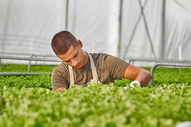 istock Man Tending Plants in Bright Greenhouse Environment 2230284668