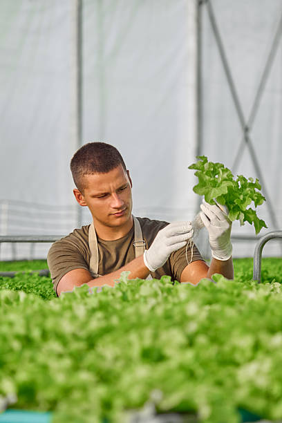 istock Urban Farmer Checking Lettuce Plant in Hydroponic Greenhouse Environment 2230284700