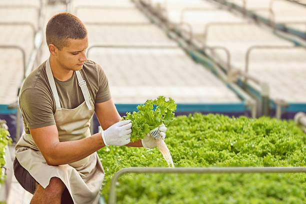 istock Young Man Harvesting Fresh Lettuce in a Modern Hydroponic Greenhouse 2230284736