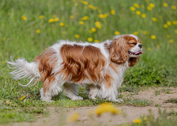 istock Cavalier King Charles Spaniel dog on a walk in the summer park. 2230284900