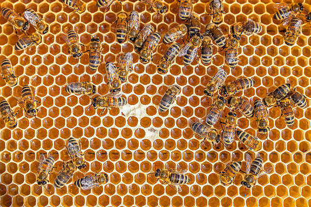istock Honey Bees working on honeycomb close-up shot. 2230284907