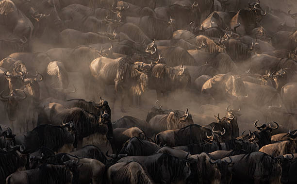 istock The Great Migration Wildebeest Crossing the Mara River in Africa 2230285849