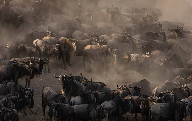 istock The Great Migration Wildebeest Crossing the Mara River in Africa 2230286027