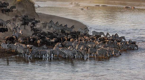 istock The Great Migration Wildebeest Crossing the Mara River in Africa 2230286152