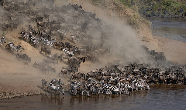 istock The Great Migration Wildebeest Crossing the Mara River in Africa 2230286155