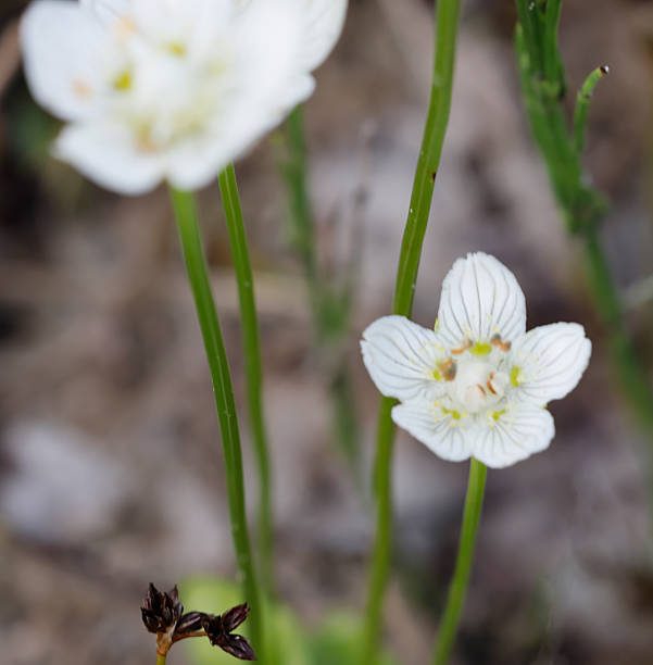 Short to medium, hairless, tufted perennial. Leaves heart-shaped, the basal long-stalked; stem-leaf solitary, near centre of stem, clasping. Flowers solitary white, 15-30mm, with 5 oval petals, branched staminodes and 5 stamens; petals with translucent veins. Fruit a small capsule.Habitat: Moist places, moors and marshes, wet pastures, fens, streamside flushes, generally on base-rich soils, to 2500m.Flowering season: June-September.Distribution: Throughout Europe, except the extreme north, often local, sometimes forming extensive colonies.In lowland areas of Europe the species has declined due to land-drainage.