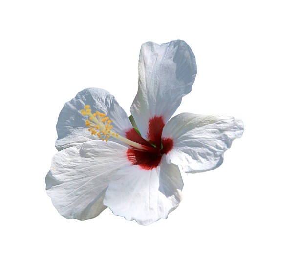 istock White flowers isolated on white background with clipping path. 2230286356
