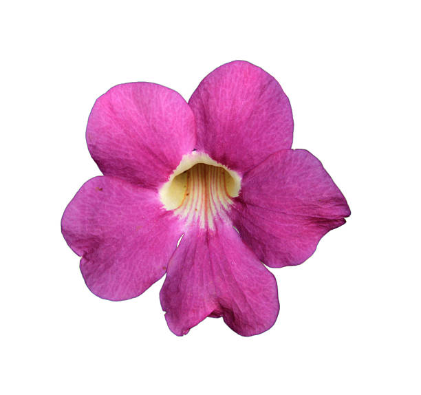 istock Pink flowers isolated on white background with clipping path. 2230286364