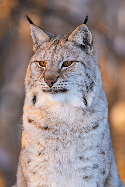 istock Majestic portrait of a lynx 2230286483
